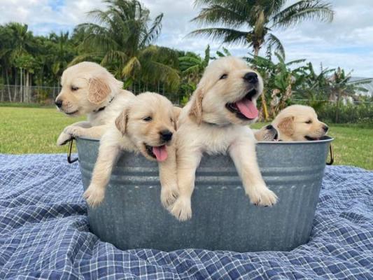  Humble Golden Retriever puppies for sale